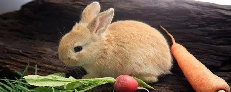 用玉米喂兔要注意些什么